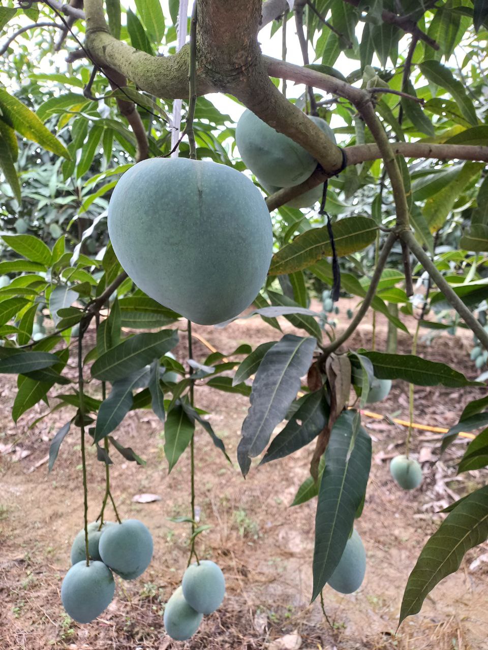 Mangoes Cluster